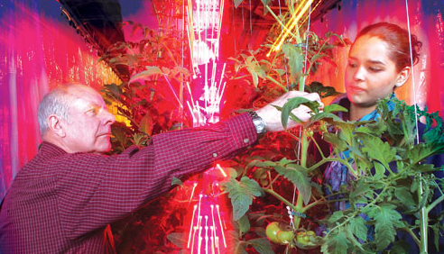 Fonte de luz LED usada na luz de preenchimento com efeito de estufa